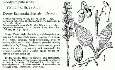 Britton & Brown Illustrated Flora, c 1913.