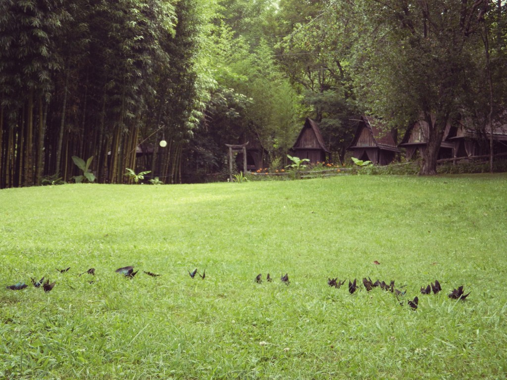 butterflies banana patch blur