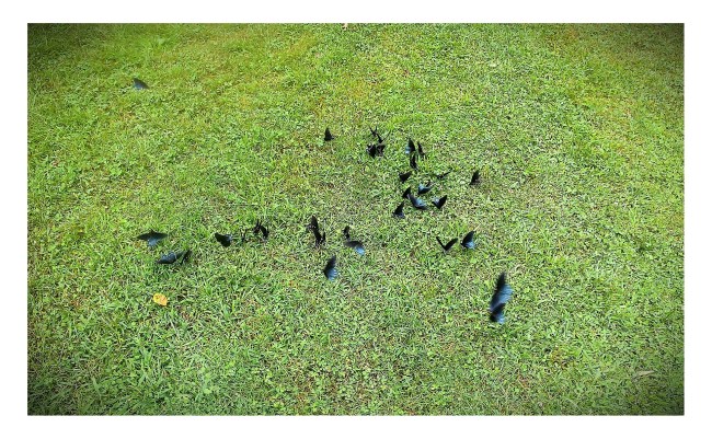 butterflies postcard 2015