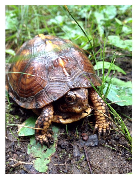 mighty terrapin mca 2015