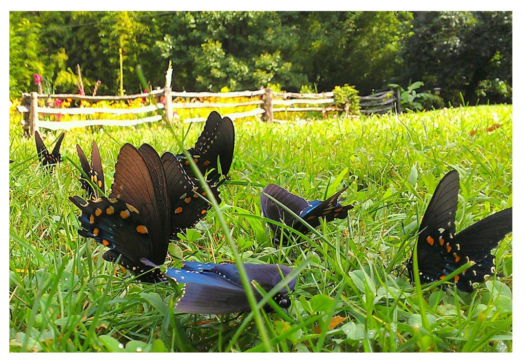 spice butterflies mca 2015