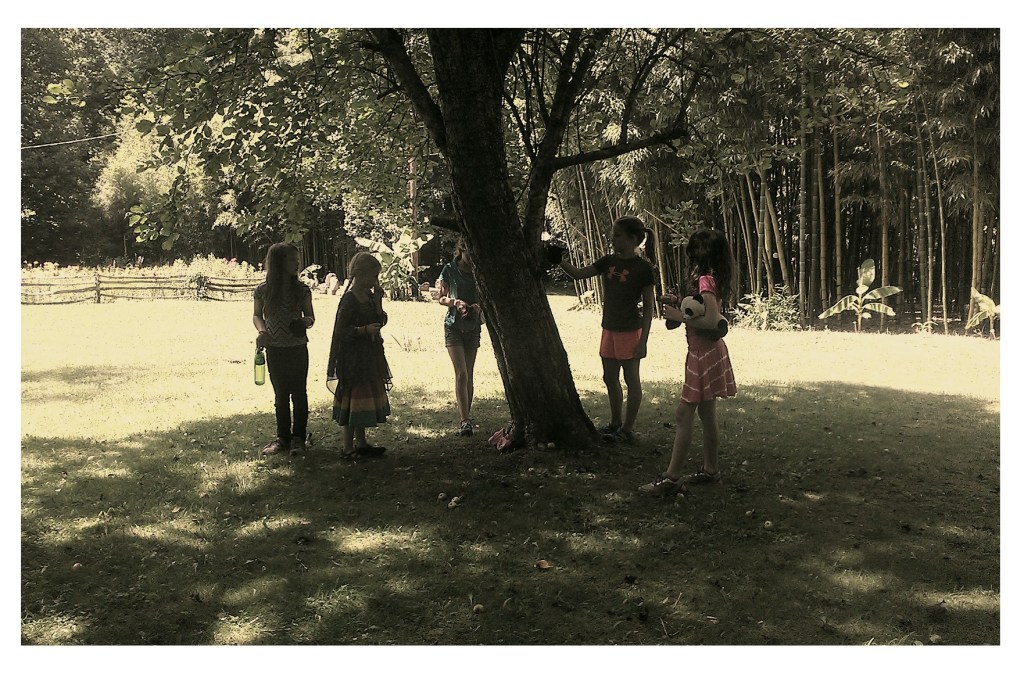 tree circle mca 2015