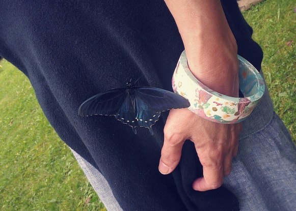 wendy butterfly becky