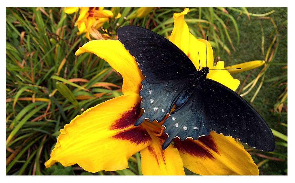 wings to fly mca 2015