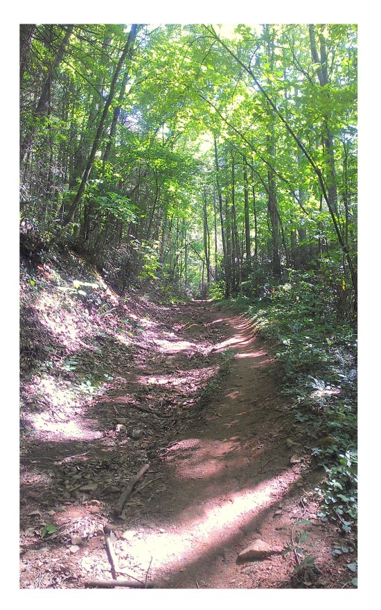 woodland trail mca 2015